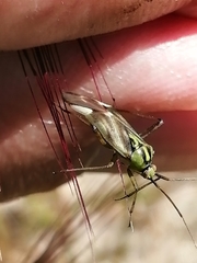 Reuterista instabilis