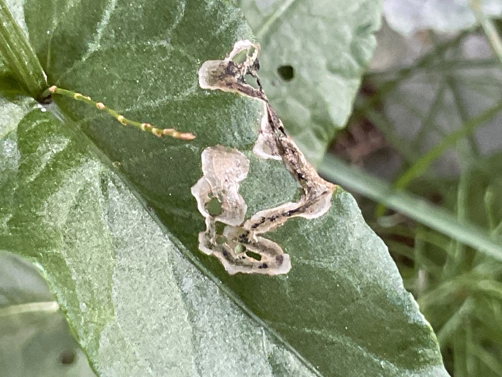 Teleiopsis rosalbella