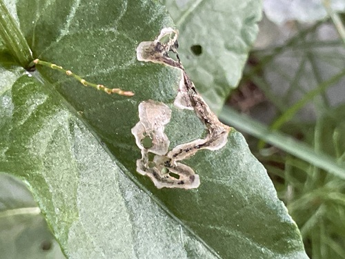 Teleiopsis rosalbella