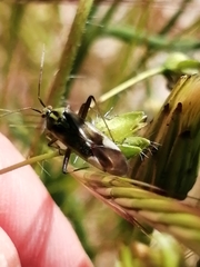 Reuterista instabilis