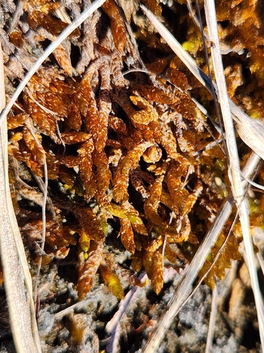 Drepanocladus turgescens observed 2026-07-13
