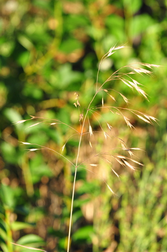 Bromus erectus observed 2026-07-28