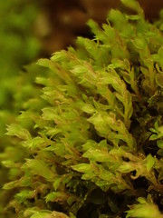 Mnium stellare