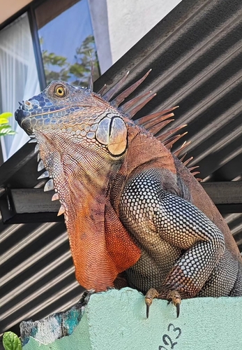 Green Iguana