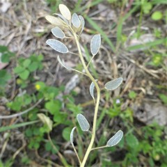 Tomostima platycarpa