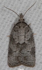 Cenopis cana
