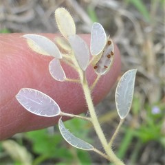 Tomostima platycarpa