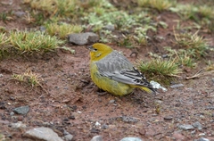 Sicalis uropygialis