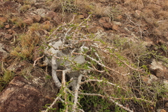Pachypodium saundersii