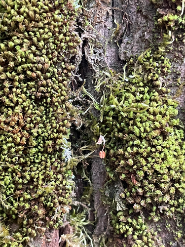 Zygodon viridissimus observed 2026-07-26