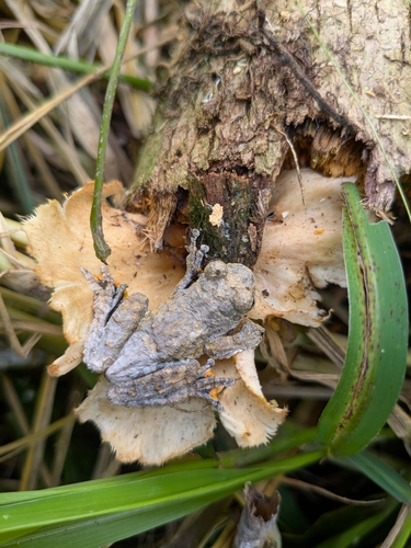 Marbled Tree Frog