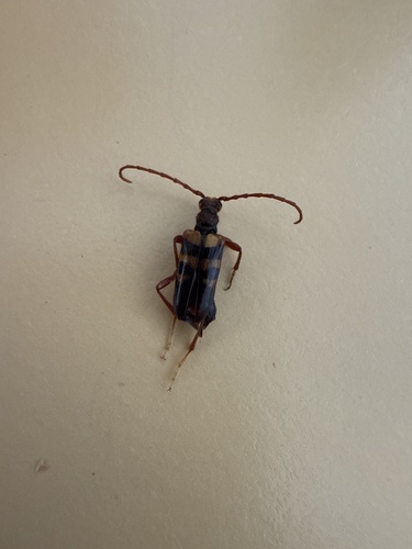 iNaturalist observation photo of Xestoleptura