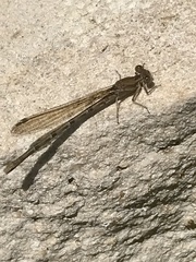 Argia sedula