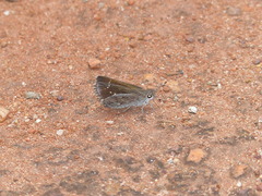 Lerodea erythrostictus