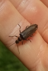 Atalantycha dentigera