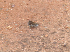 Lerodea erythrostictus