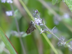 Lerodea erythrostictus