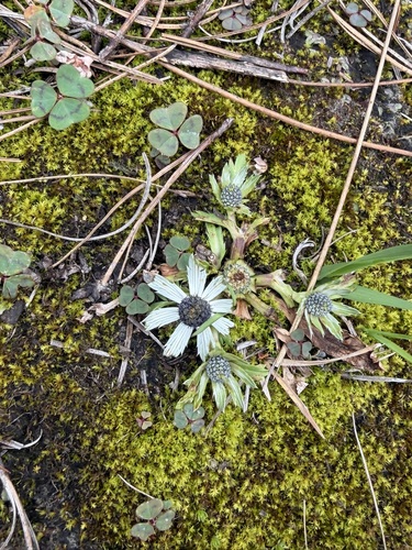 Eryngium carlinae