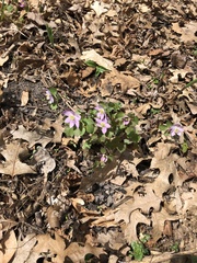 Thalictrum thalictroides