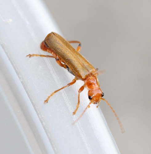 Cantharis cryptica, photo 4 of 10