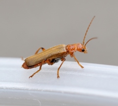 Cantharis cryptica