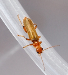 Cantharis cryptica