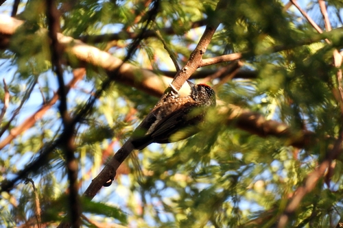 Spotted Piculet (Picumnus pygmaeus), photo 3