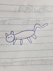 Domestic Cat