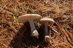 Amanita russuloides