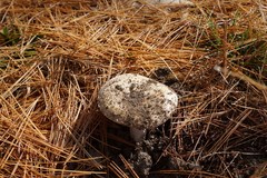 Amanita russuloides