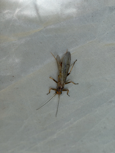 iNaturalist observation photo of Common Stoneflies