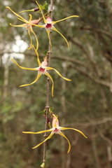 Strophanthus gerrardii