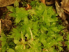 Ptychostomum moravicum