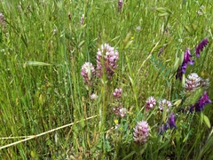 Castilleja densiflora