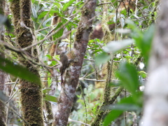 Xiphorhynchus triangularis