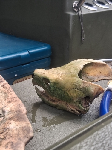 Alligator Snapping Turtle observed by i_know_what_you_did
