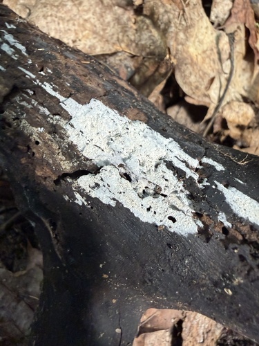 Subulicystidium longisporum observed 2026-07-29