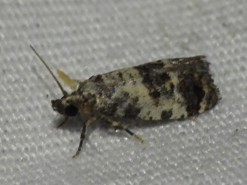 Black-tipped Rudenia Moth photo 3