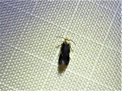 Stigmella resplendensella