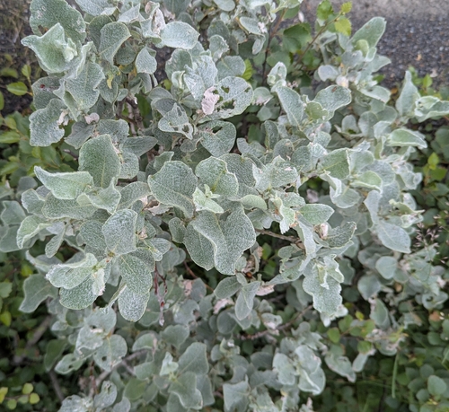 Salix lanata, photograph 3