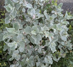 Salix lanata, photograph (c) danikraemer, some rights reserved (CC BY)