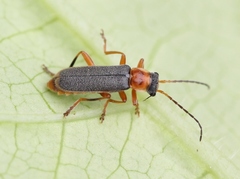Cantharis lateralis