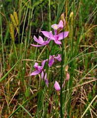 Calopogon tuberosus
