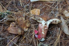 Russula mutabilis