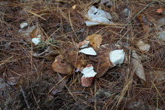 Russula mutabilis