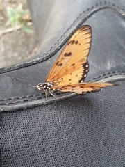 Acraea terpsicore