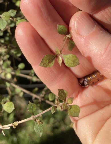 Coprosma areolata, photograph 6