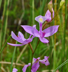 Calopogon tuberosus