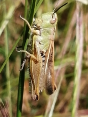 Chorthippus apicalis