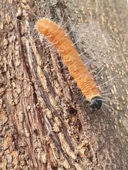 Delias hyparete